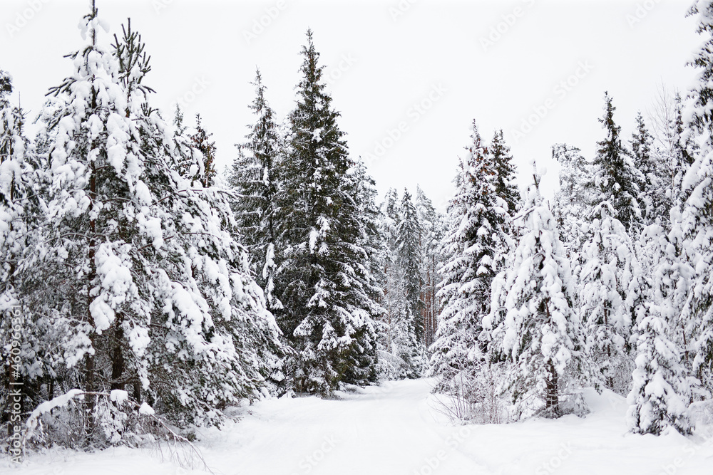 Beautiful winter landscape background - forest in snow Beautiful winter landscape background - forest in snow