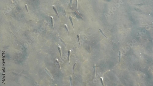 A school of little fish swimming in the same direction in a puddle of sandy water tidal flat at Gaomei wetlands preservation area, Taichung, Taiwan. photo