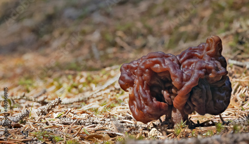 large gyromitra brown mushroom in spring forest