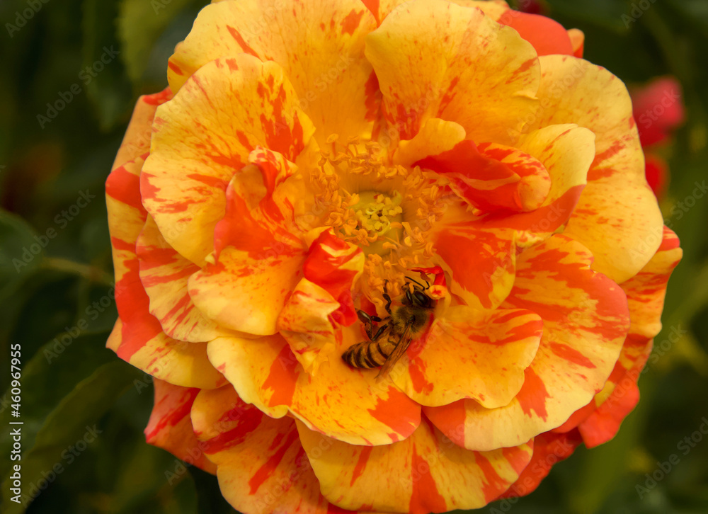 Large  orange, yellow singular rose bloom  with bee
