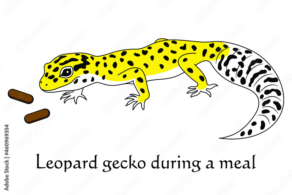 お食事中のヒョウモントカゲモドキ レオパルドゲッコー ハイイエロー キャラクター イラスト ベクター Leopard Gecko During A Meal High Yellow Character Illustration Vector Stock Vector Adobe Stock
