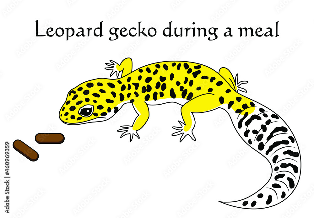 お食事中のヒョウモントカゲモドキ レオパルドゲッコー ハイイエロー キャラクター イラスト ベクター Leopard Gecko During A Meal High Yellow Character Illustration Vector Stock Vector Adobe Stock