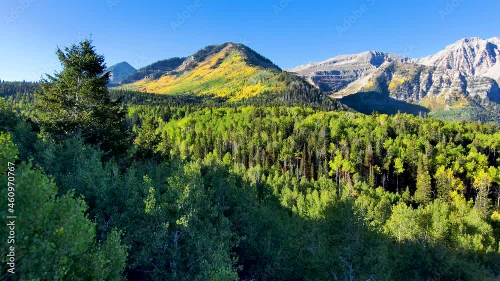 Golden aspen grove high up on the mountainside in autumn - pull back aerial view in wide angle