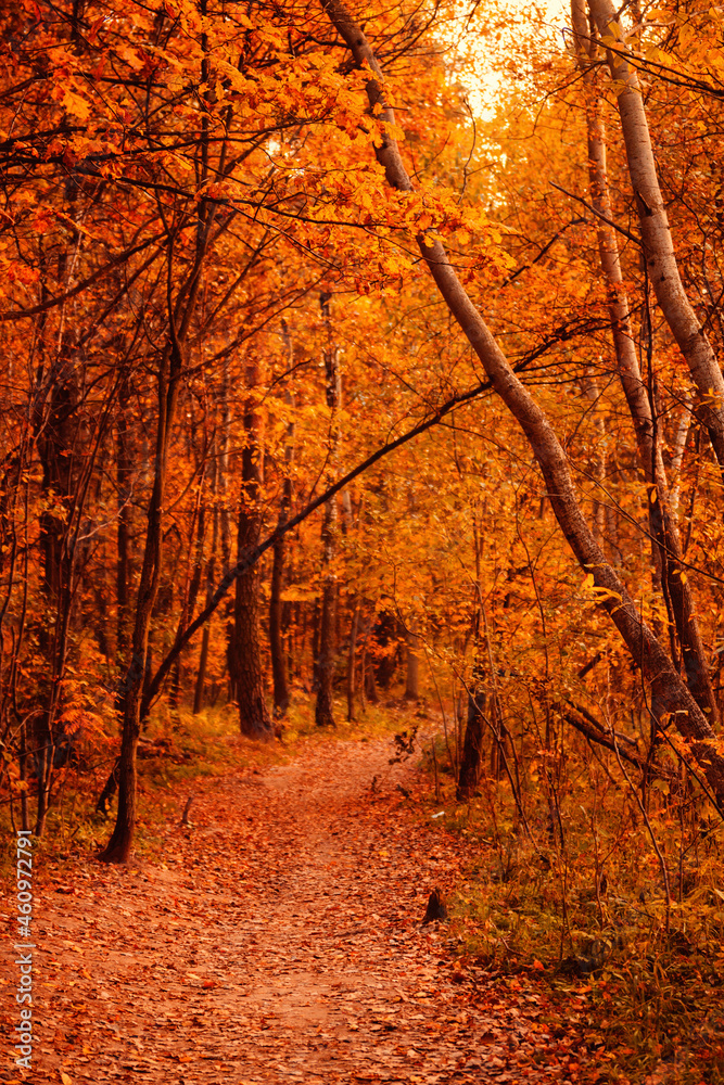 Autumn forest background. Yellow leaves on trees. Scenic pathway.