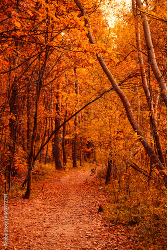 Fototapeta Naklejka Na Ścianę i Meble -  Autumn forest background. Yellow leaves on trees. Scenic pathway.
