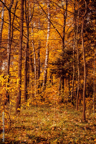 Autumn forest background. Yellow golden leaves on trees.