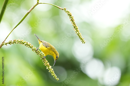 シンガポールの野鳥　キバラタイヨウチョウ