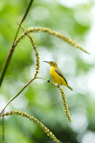 シンガポールの野鳥　キバラタイヨウチョウ