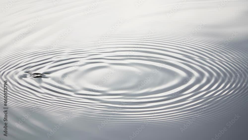 Insect water strider jumping on the surface of the water, slow motion Insect water strider jumping on the surface of the water, slow motion