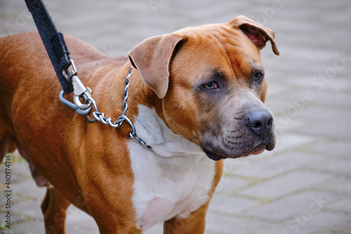 Dog of breed American Staffordshire Terrier in a collar on a leash is waiting for the owner
