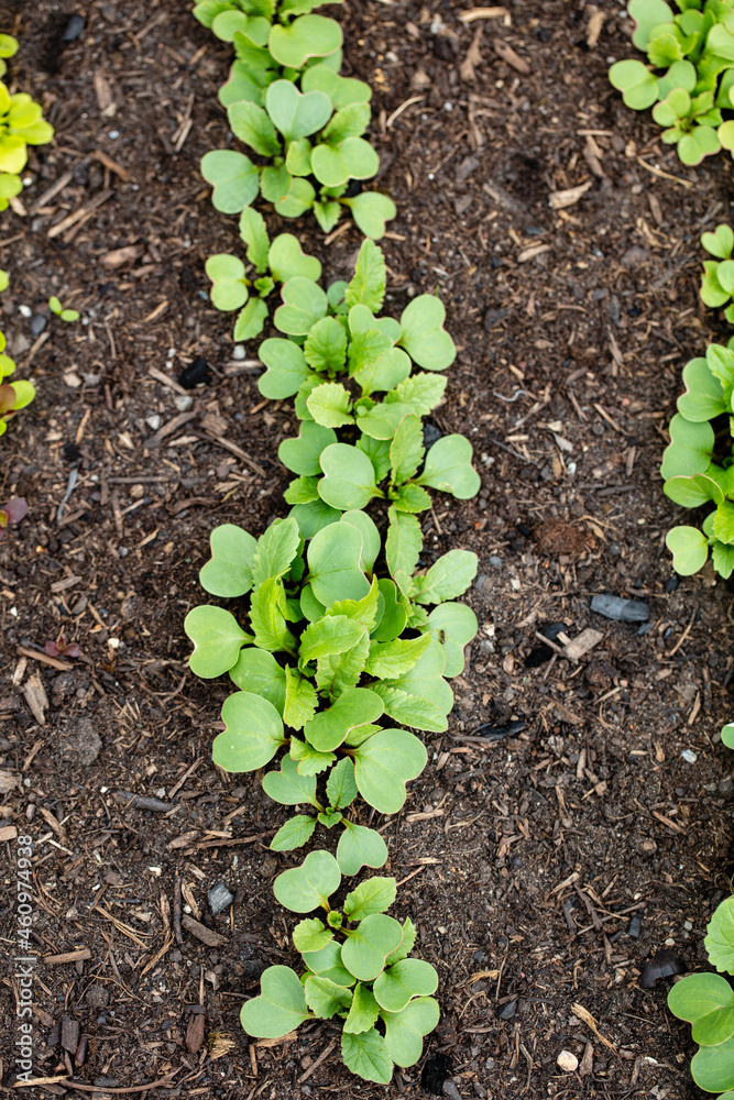 Background of fresh lettuce salad growth on the ground soil in the garden in spring season. Background of fresh lettuce salad growth on the ground soil in the garden in spring season.