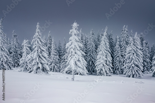 Splendid view of snow-capped spruces on a frosty day. Carpathian mountains, Ukraine.
