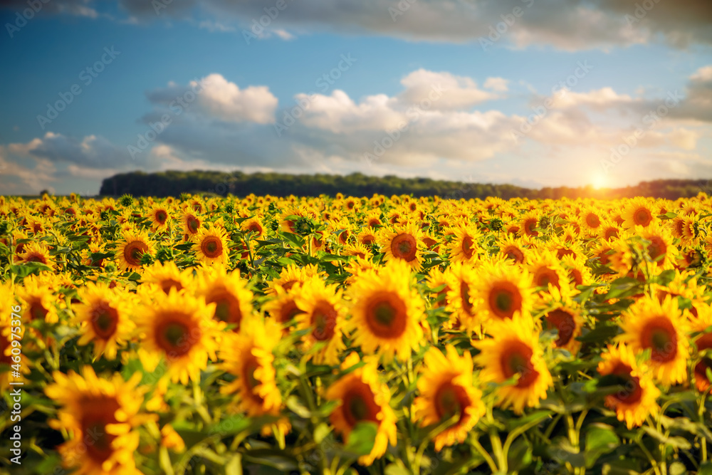 Fototapeta premium Attractive field with bright yellow sunflowers close up.