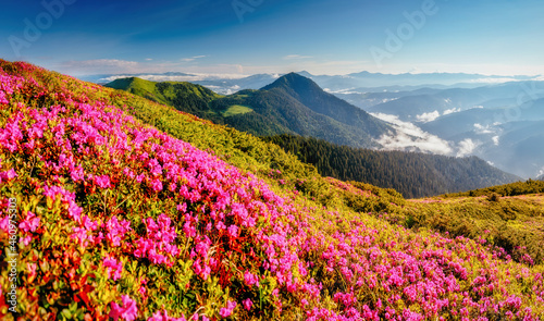 Captivating summer scene with pink rhododendron flowers on a sunny day.