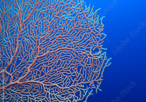 Fotografia Organic texture of Pink Sea Fan or Gorgonia coral (Annella mollis)
