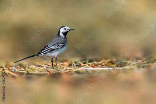 young white wagtail looking for food