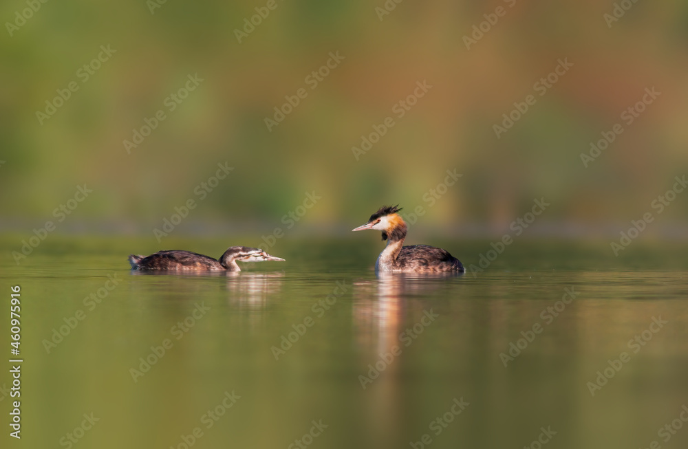 great crested grebe family at feeding on a pond great crested grebe family at feeding on a pond