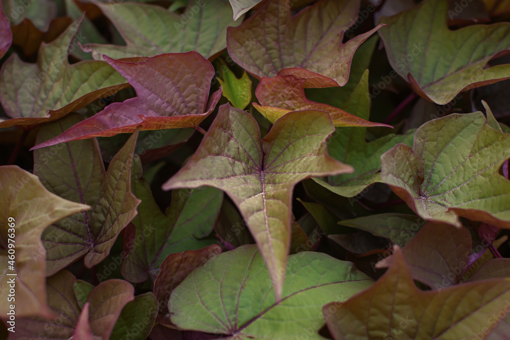Fototapeta premium Ipomoea leaves texture. Purple-green foliage of autumn Ipomoea batatas close-up. Abstract natural bright background for design. Growing organic sweet garden potatoes. Decorative healthy vegetable.