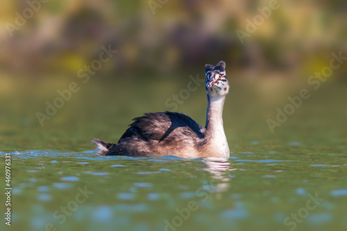young great crested grebe chick swims on a pond © Mario Plechaty