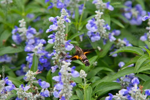 ホウジャクと思われる昆虫が、ブルーサルビアの蜜を吸う自然豊かな風景