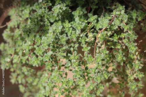 Canvastavla Tymianek wełnisty Thymus pseudolanuginosus Woolly Thyme