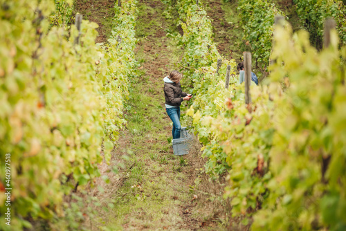 REMICH, LUXEMBOURG-OCTOBER 2021: Reportage at the seasonal Müller-thurgau grapes harvesting in the vineyards © sabino.parente