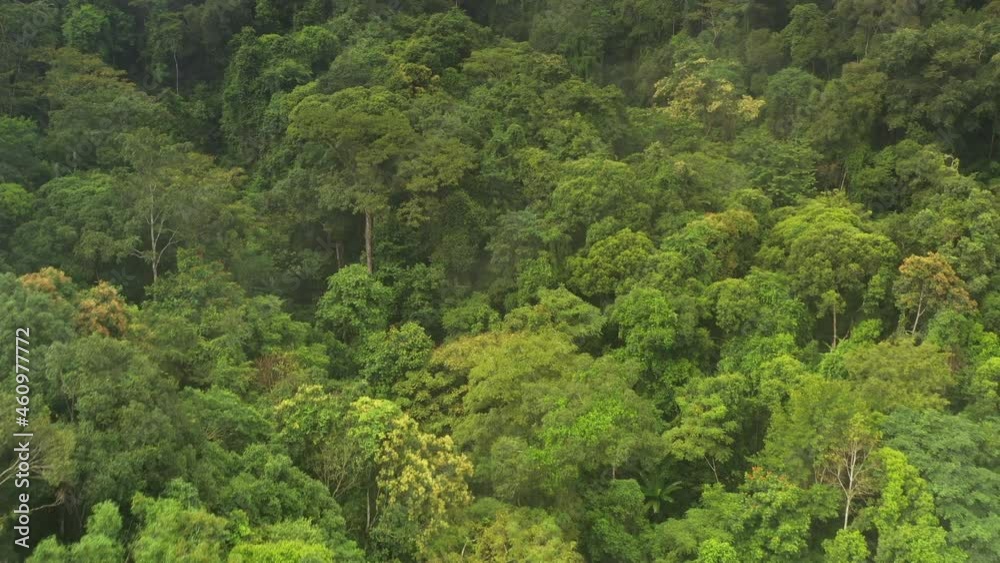 During the rainy season in northern, an aerial view of the forest amid the beautiful rain covering the tropical rainforest mountains. Nan, doi phuka. Thailand. Thailand's lush rainforests. 4k. During the rainy season in northern, an aerial view of the forest amid the beautiful rain covering the tropical rainforest mountains. Nan, doi phuka. Thailand. Thailand's lush rainforests. 4k.