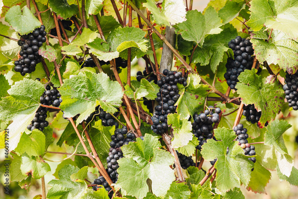 REMICH, LUXEMBOURG-OCTOBER 2021: Reportage at the seasonal Müller-thurgau grapes harvesting in the vineyards