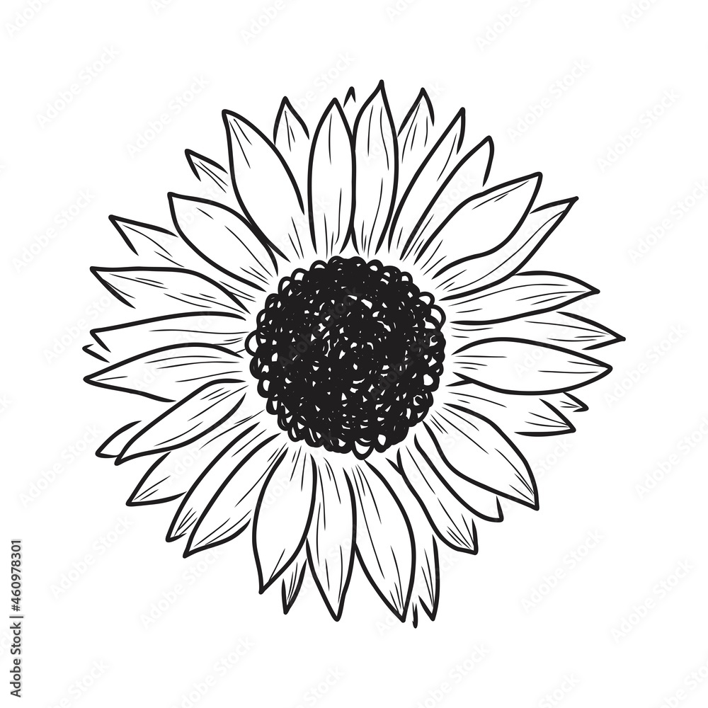 Sunflowers Hand drawn sketches of sunflowers. sunflower vector