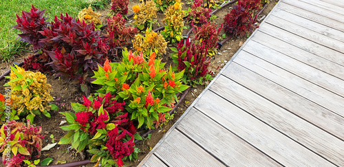 Colorful flowers of Celosia argentea or Celosia cristata growing near a wooden walkway. Top view. photo