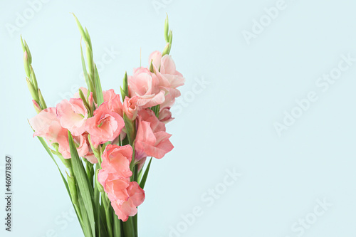 Magnificent gladiolus flowers on color background