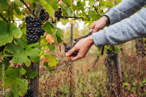 REMICH, LUXEMBOURG-OCTOBER 2021: Reportage at the seasonal Pinot Noir grapes harvesting in the vineyards photo