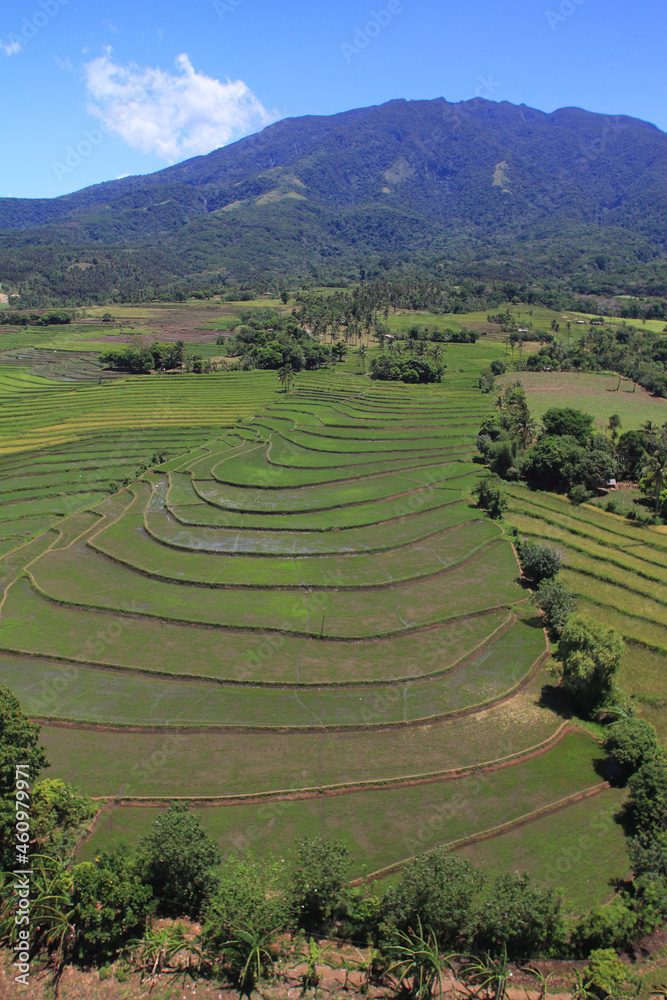 Terraced rice paddies in the Philippines