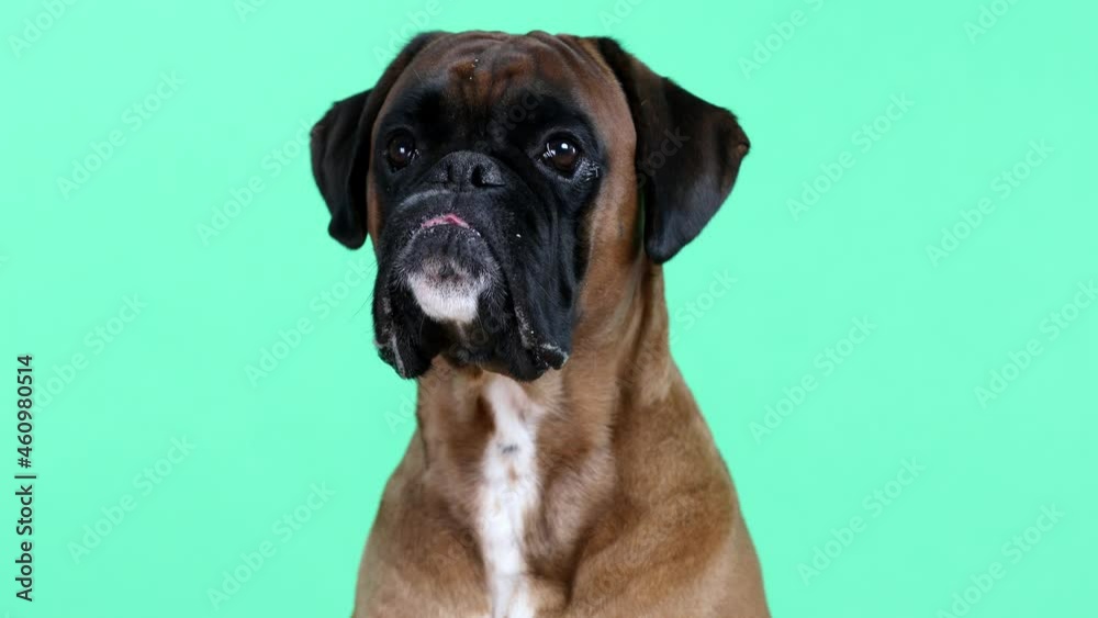 Close up shot on cute boxer dog head, dog is looking at the camera . Close up shot on cute boxer dog head, dog is looking at the camera .