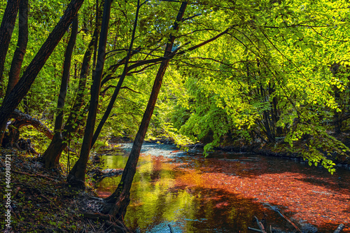 Fototapeta Naklejka Na Ścianę i Meble -  river in green forest.spring time