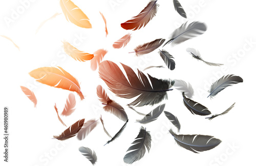 Abstract Black Feathers Floating the Air. White Background. Down Feathers 