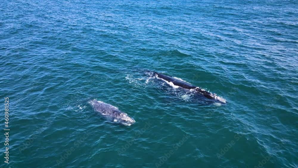Brindled calf hanging out with its Southern Right whale mom, overhead view Brindled calf hanging out with its Southern Right whale mom, overhead view