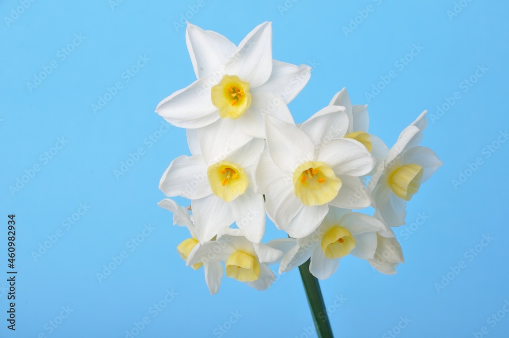 Yellow and white daffodils on blue background Yellow and white daffodils on blue background