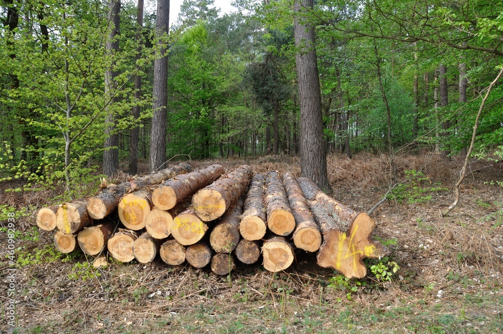 Cut tree trunks in the Saint-Pierre-Lès-Elbeuf communal forest, Cut tree trunks in the Saint-Pierre-Lès-Elbeuf communal forest,