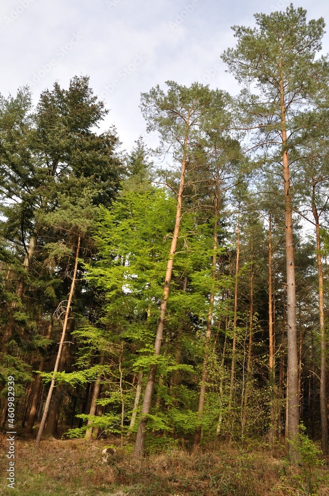 Communal forest of Saint-Pierre-Lès-Elbeuf Communal forest of Saint-Pierre-Lès-Elbeuf