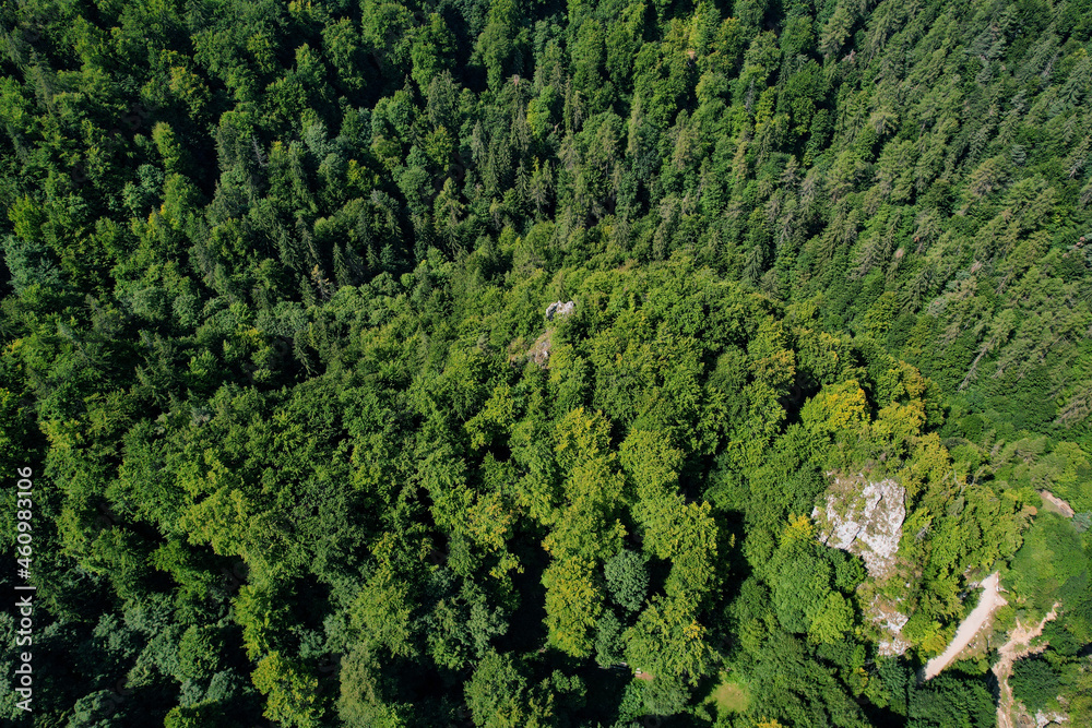 Aerial view of a green forest covering a mountain peak
