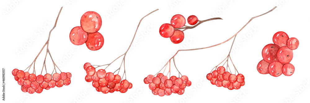 Rowan watercolor set. Red winter berries. Isolated on a white background. Rowan watercolor set. Red winter berries. Isolated on a white background.