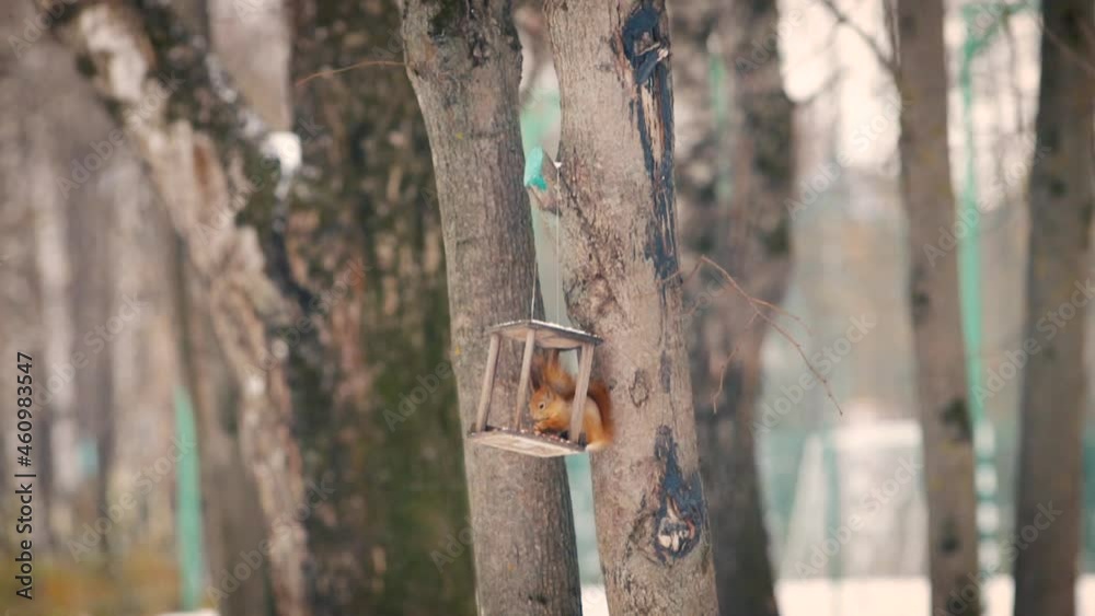 Red squirrel eats in a feeder in the park. Red squirrel eats in a feeder in the park.