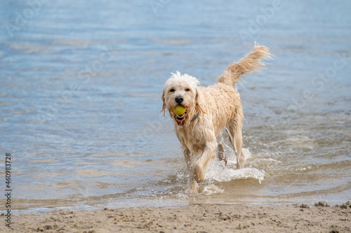 White Labradoodle dog walks on the water's edge. The dry dog walks half on the sandy beach and half in the water, tail up.