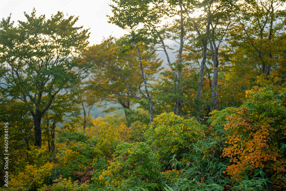 宮城県栗原市、秋田県湯沢市、雄勝郡東成瀬村、岩手県一関市にある栗駒山を紅葉の時期に登山する風景A view of climbing Mt. Kurikoma in Kurihara City, Miyagi Prefecture, Yuzawa City, Akita Prefecture, during the autumn foliage season.