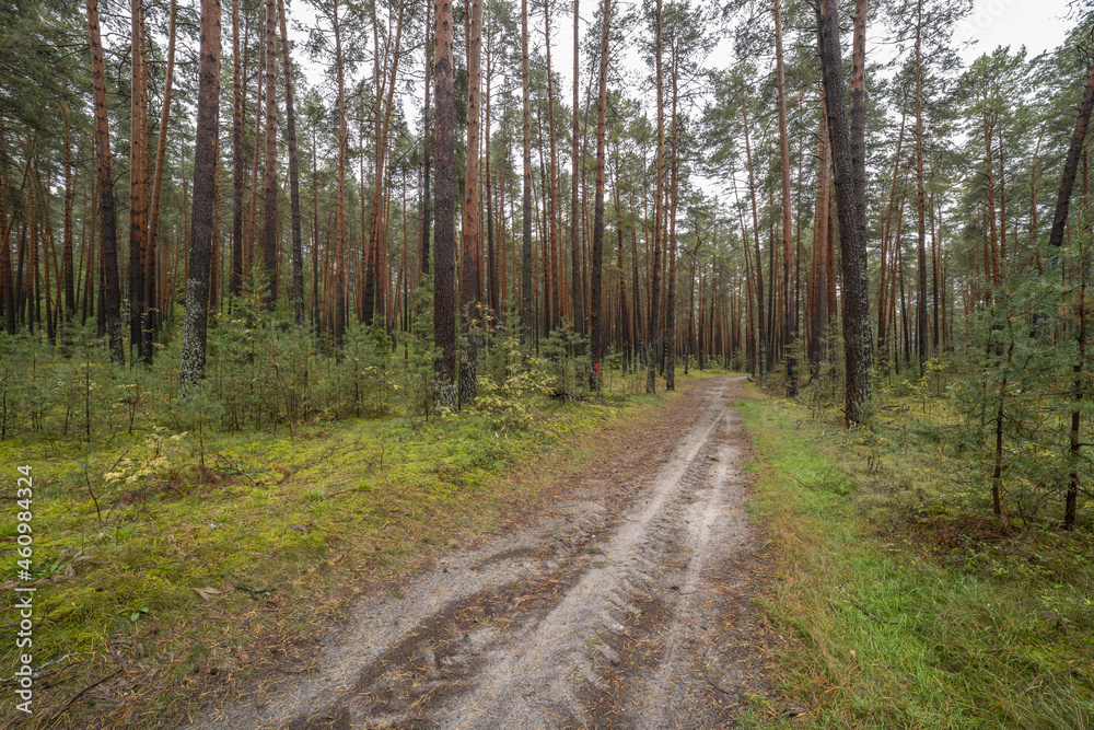 Landscape in a pine forest in autumn, Moss in the foreground. Pine forest overgrown with moss and mushrooms in rainy weather. Landscape in a pine forest in autumn, Moss in the foreground. Pine forest overgrown with moss and mushrooms in rainy weather.