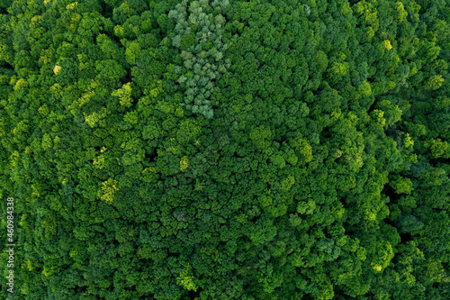 Aerial view of forest trees with green foliage on a mountain peak. The foliage of trees are very close to each other and form a very thick canopy.  © Dana.S