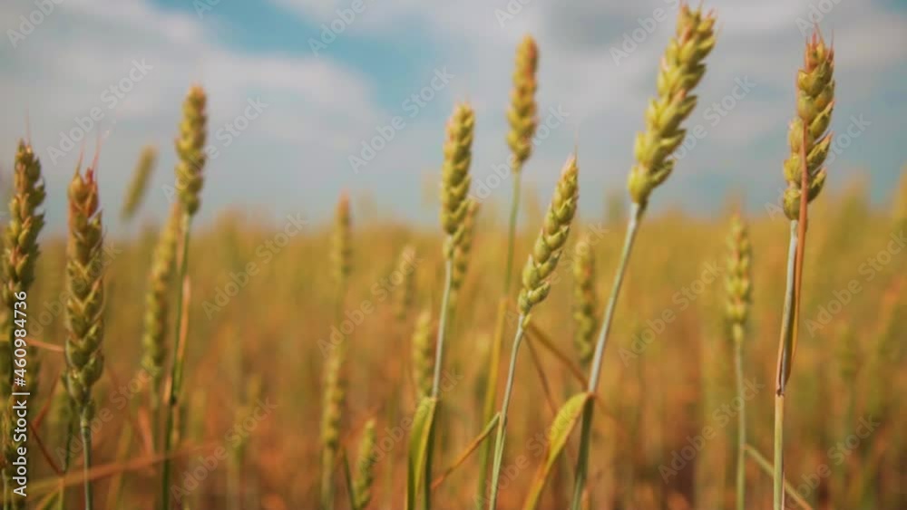 Wheat field, ears of wheat swaying from the gentle wind. Golden ears are slowly swaying in the wind close-up. View of ripening wheat field at summer day. Agriculture industry Wheat field, ears of wheat swaying from the gentle wind. Golden ears are slowly swaying in the wind close-up. View of ripening wheat field at summer day. Agriculture industry