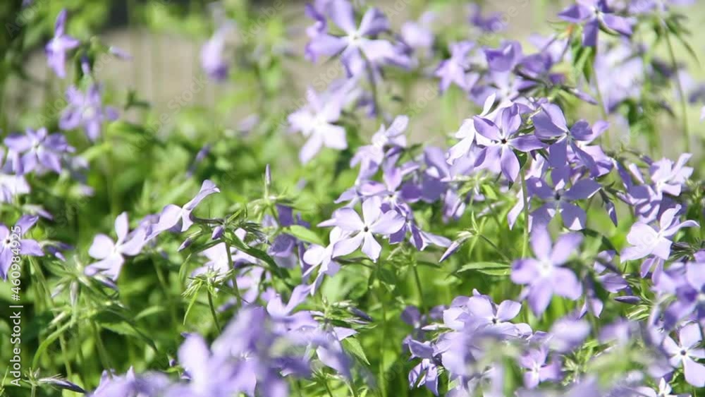 Close-up background of lilac phlox flowers swaying in the wind on a sunny day Close-up background of lilac phlox flowers swaying in the wind on a sunny day
