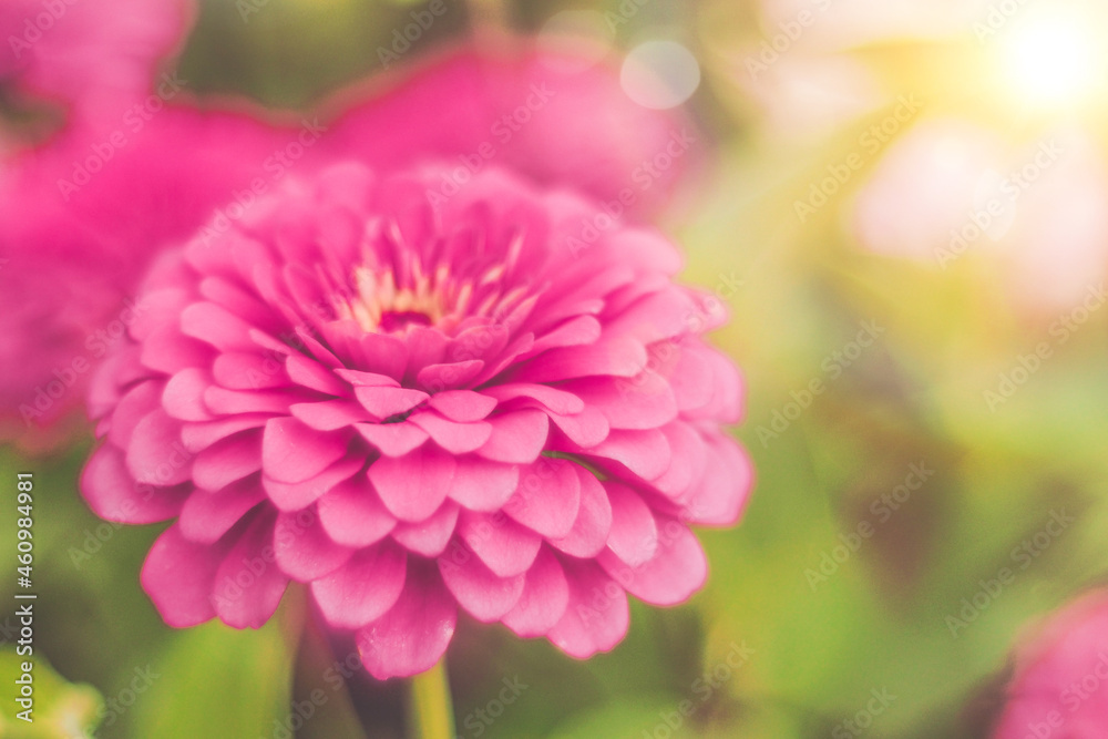 Pink Calendula Bliss: A Delicate Pink Flower Nature Background